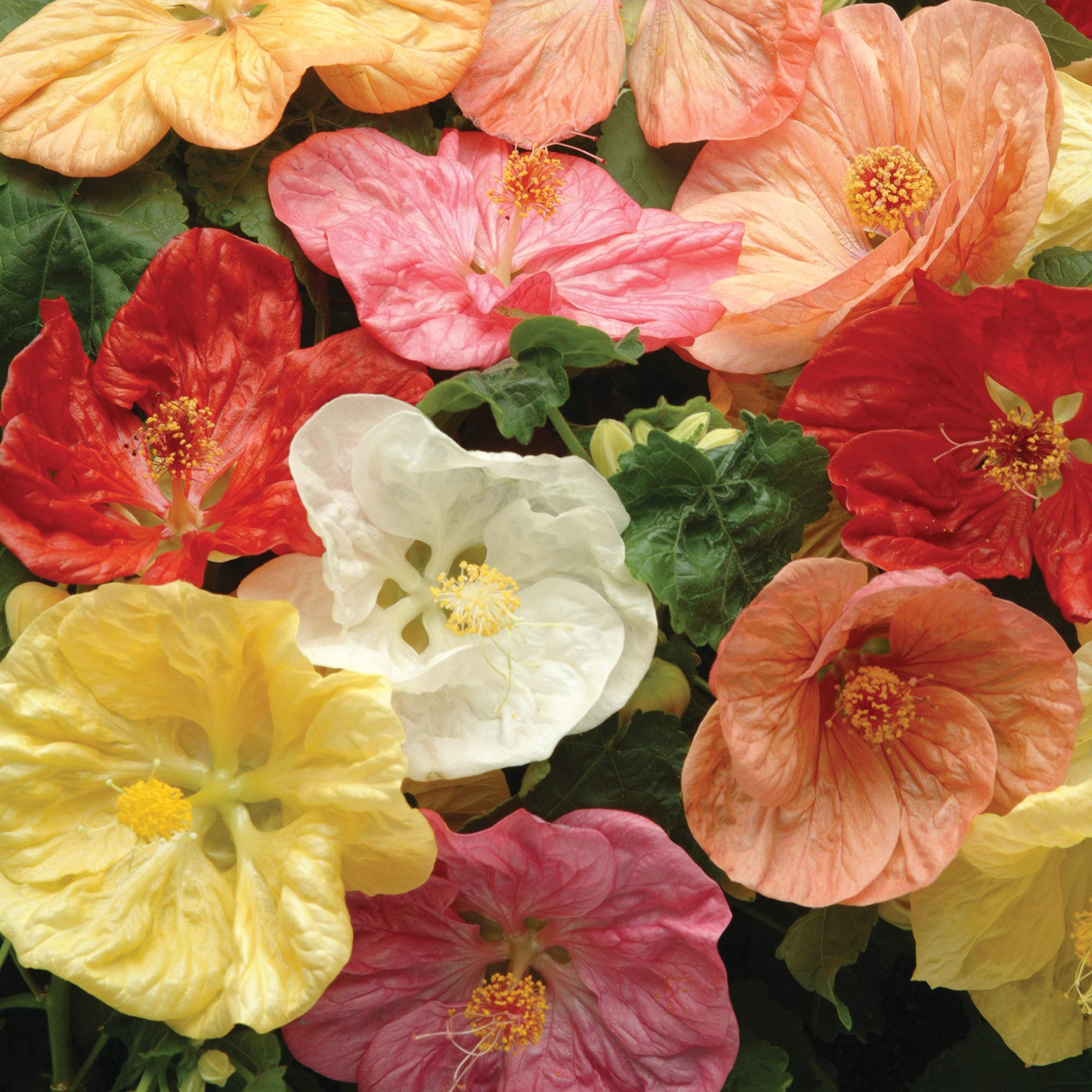 Mix Colour Bellevue Abutilon - Abutilon hybridum Flower